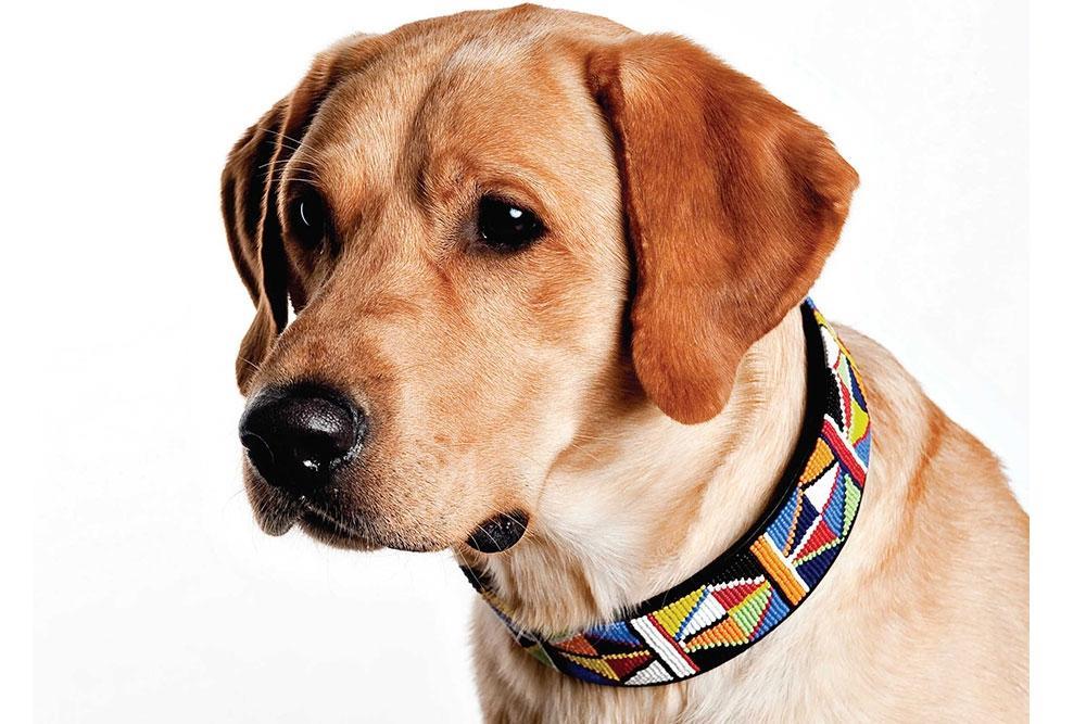 Primary Beaded Dog Collar