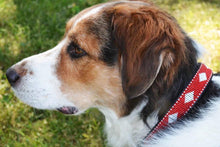 Unity Beaded Dog Collar