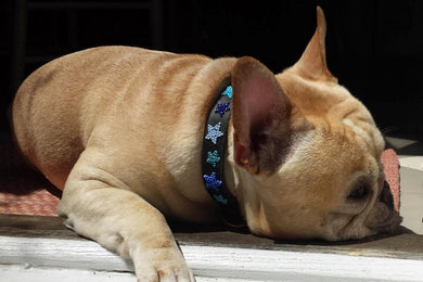 Stars Beaded Dog Collar